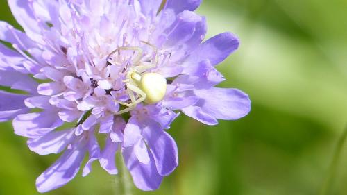 Misumena vatia